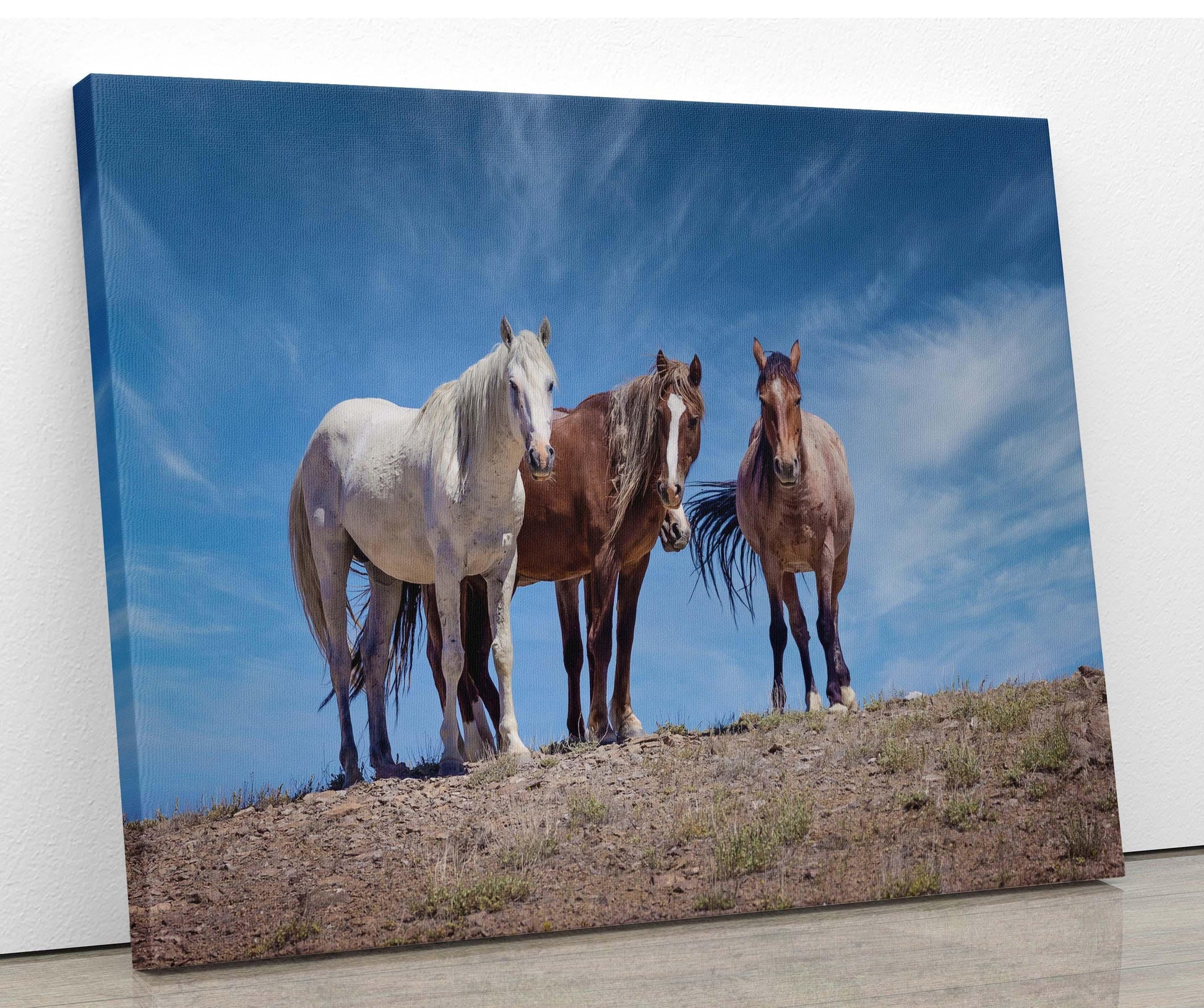 Wild Horses in Colorado Wall Art Print, Wild Mustangs Photo, Horse Lover Gift, Wildlife Canvas, Cowboy Old West Decor, Original Photography