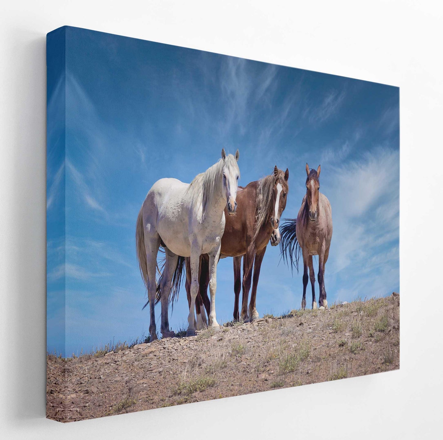 Wild Horses in Colorado Wall Art Print, Wild Mustangs Photo, Horse Lover Gift, Wildlife Canvas, Cowboy Old West Decor, Original Photography