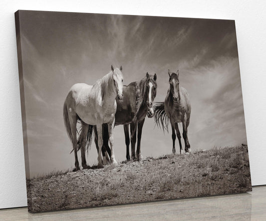 Black and White Colorado Wild Horses Wall Art Print, Mustang Sepia Photo Canvas, Horse Lover Gift, Cowboy Old West Decor for Home or Office