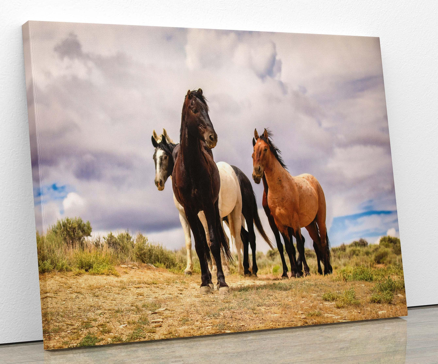 Wild horses standing on a ridge in Colorado&#39;s high desert plains of Sand Wash Basin. Mustang stallions - black, dun, pinto and gray. Photo shown printed on a canvas.