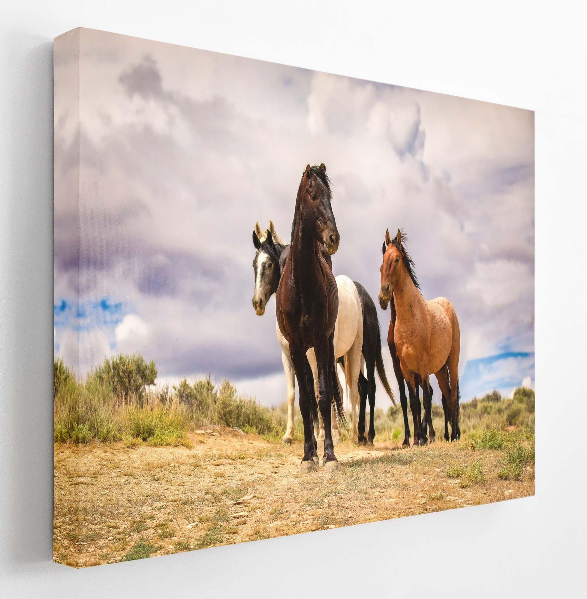 Wild horses standing on a ridge in Colorado&#39;s high desert plains of Sand Wash Basin. Mustang stallions - black, dun, pinto and gray. Photo shown printed on a canvas.