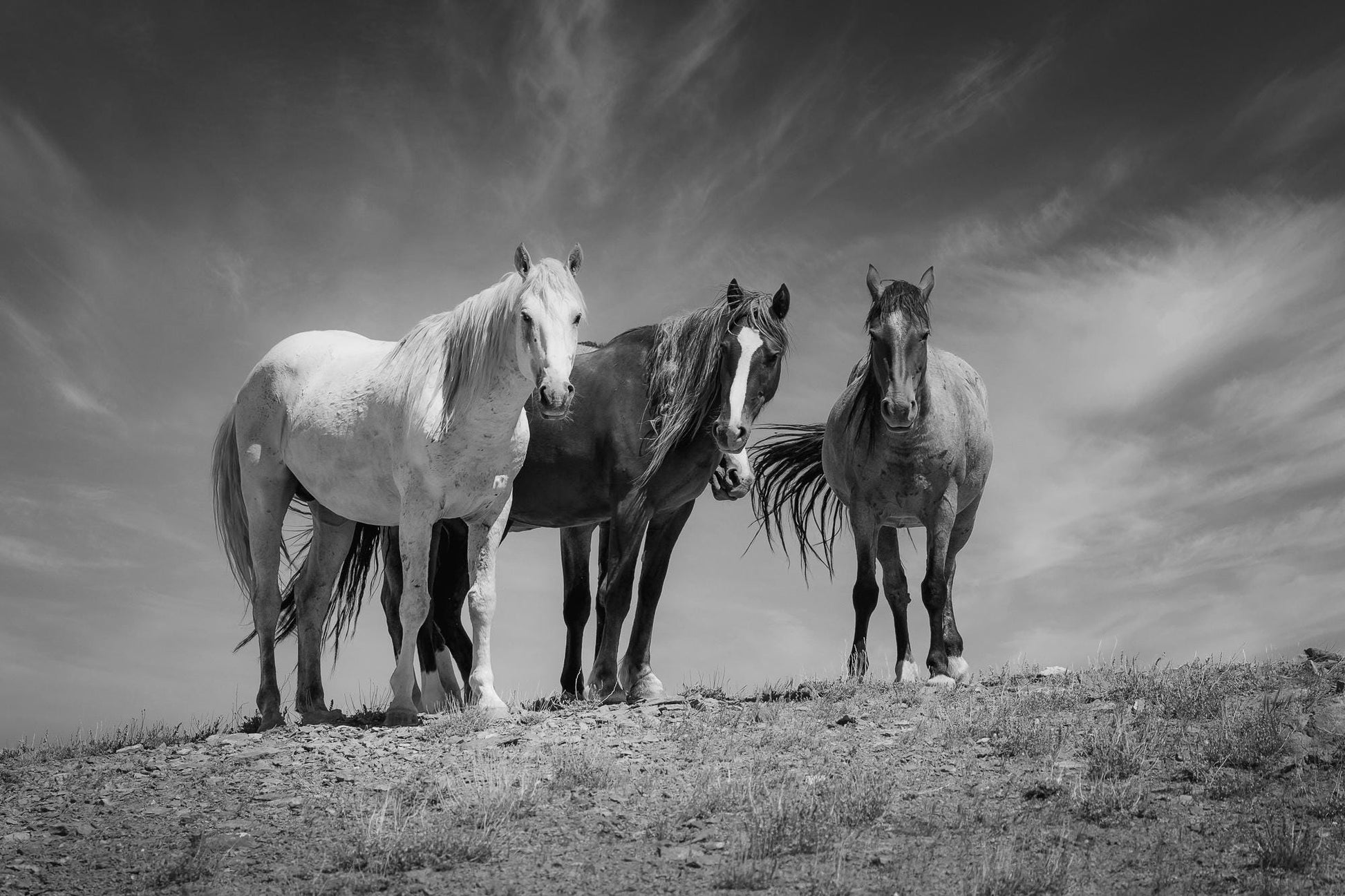 Black and White Colorado Wild Horses Wall Art Print, Mustang Sepia Photo Canvas, Horse Lover Gift, Cowboy Old West Decor for Home or Office