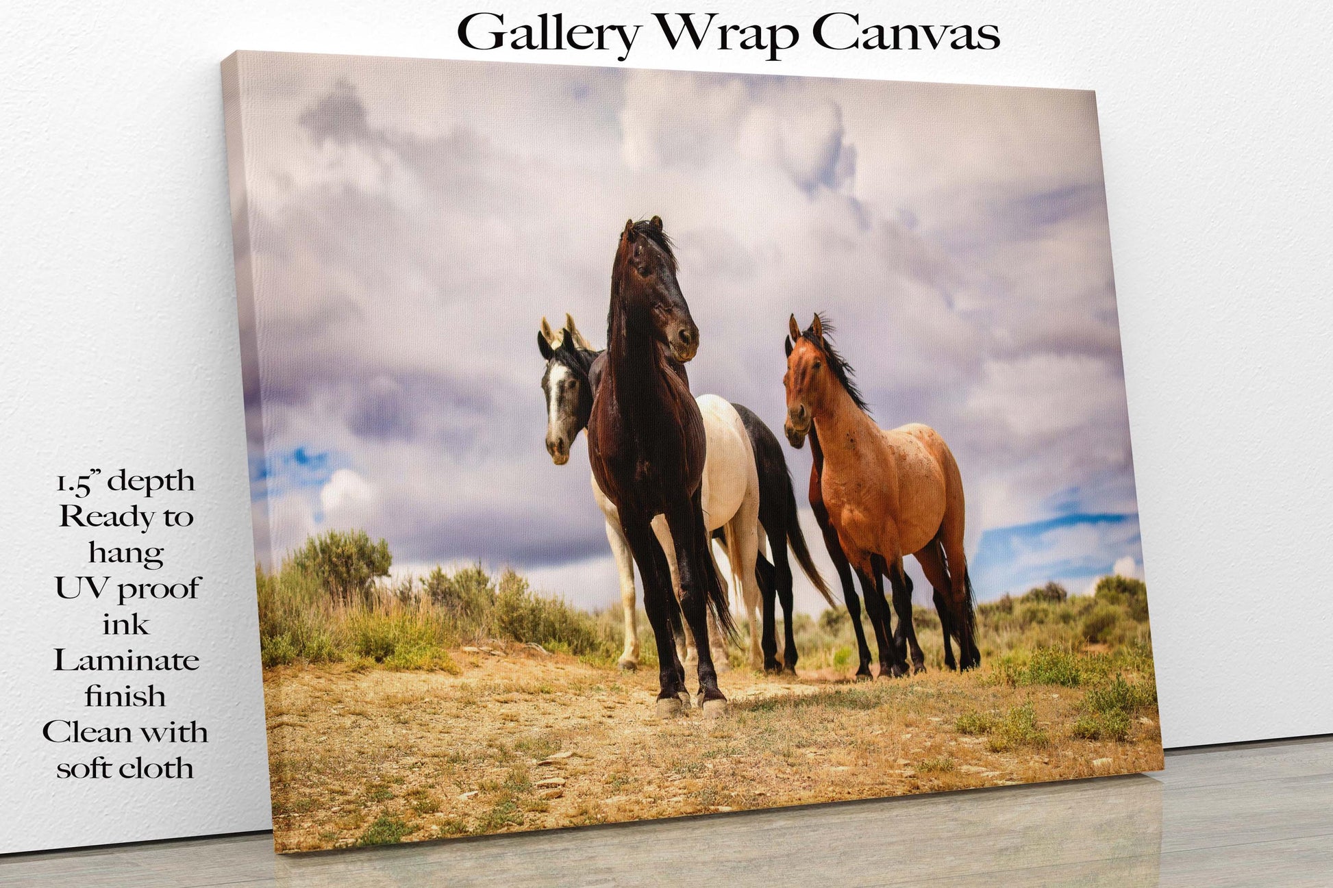 Wild horses standing on a ridge in Colorado&#39;s high desert plains of Sand Wash Basin. Mustang stallions - black, dun, pinto and gray. Photo shown printed on a canvas.