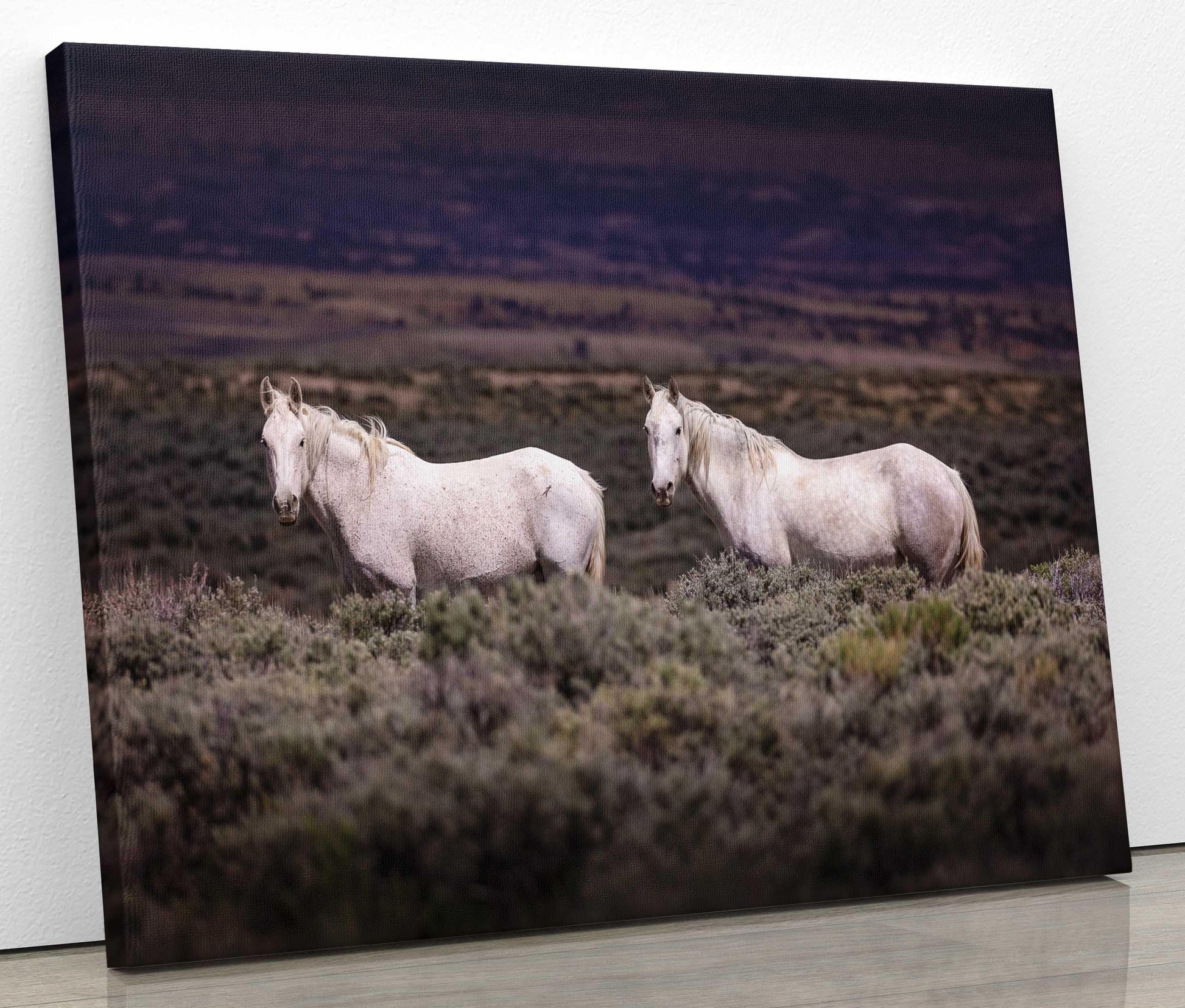 Colorado Wild Horses Wall Art Print, Wild Mustang Photo, Wildlife Canvas, Rocky Mountain Wilderness, Cowboy Old West Decor, Home or Office - SandyDobbsFineArtPhotography