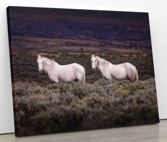 Colorado Wild Horses Wall Art Print, Wild Mustang Photo, Wildlife Canvas, Rocky Mountain Wilderness, Cowboy Old West Decor, Home or Office - SandyDobbsFineArtPhotography