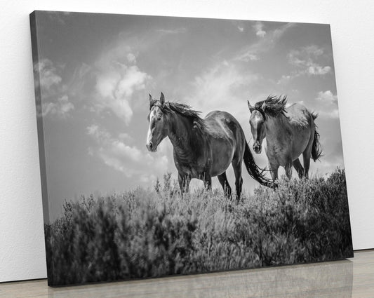 Black and White Colorado Wild Horses Wall Art Print, Mustang Sepia Photo Canvas, Horse Lover Gift, Cowboy Old West Decor for Home or Office - SandyDobbsFineArtPhotography
