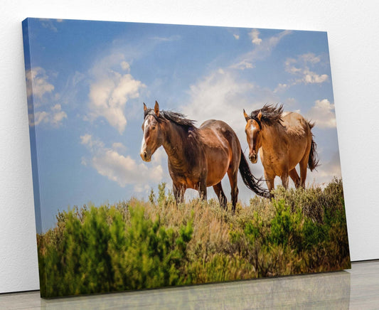 Wild Mustangs Photo, Wild Horses in Colorado Wall Art Print, Wildlife Canvas, Cowboy Old West Decor for Home or Office - SandyDobbsFineArtPhotography