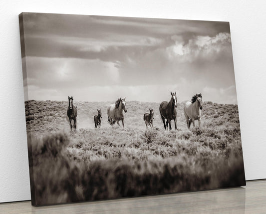 Sepia Colorado Wild Horses Running Wall Art Print, Mustang Photo Canvas, Horse Lover Gift, Cowboy Old West Decor for Home or Office - SandyDobbsFineArtPhotography