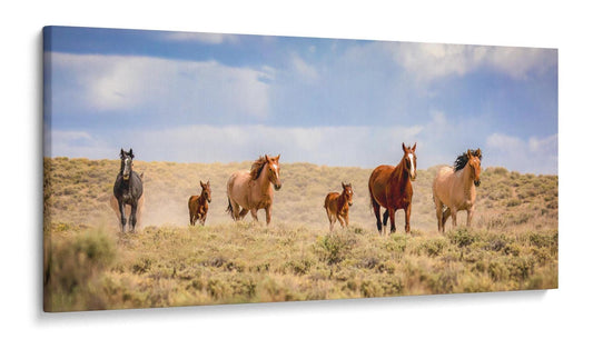 Panoramic Wild Horses Running Photo Canvas Print, Colorado Cowboy Old West Home or Office Decor, Mustangs Mares and Foals, Mountain Scenery - SandyDobbsFineArtPhotography