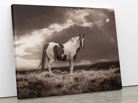 Wild Pinto Stallion Sepia Photo, Wyoming Mustang Horses Wall Art Print, Rocky Mountain Large Wildlife Canvas, Cowboy Old West Decor for Home - SandyDobbsFineArtPhotography