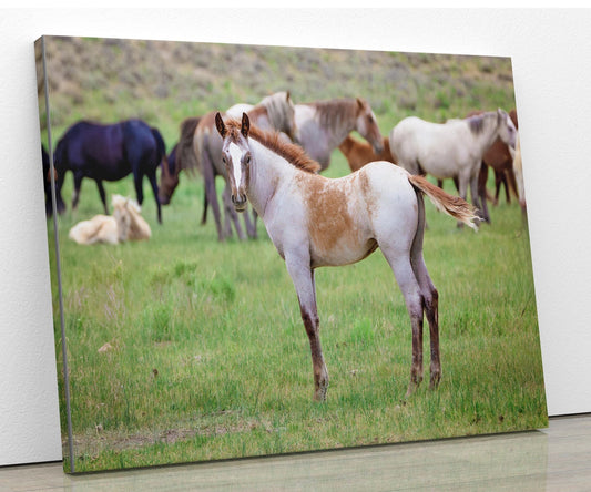 Wild Mustang Colt Photo Canvas, Wyoming Unique Baby Horse Wall Art Print, Rocky Mountain Large Wildlife Canvas, Cowboy Old West Home Decor - SandyDobbsFineArtPhotography