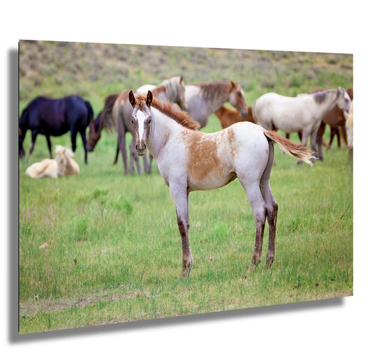 Wild Mustang Colt Photo Print in Metal or Acrylic, Wyoming Unique Baby Horse Wall Art, Rocky Mountain Wildlife, Cowboy Old West Home Decor - SandyDobbsFineArtPhotography