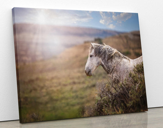 Wild Horse Photo Canvas Print, Gray Mustang Stallion Picture, Colorado Cowboy Old West Home Decor, Mountain Desert Scenery - SandyDobbsFineArtPhotography