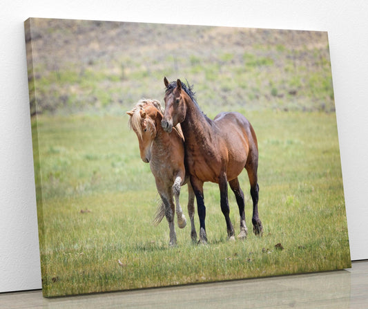 Wild Stallions Photo Canvas, Wyoming Mustang Horses Wall Art Print, Rocky Mountain Large Wildlife Canvas, Cowboy Old West Decor for Home - SandyDobbsFineArtPhotography