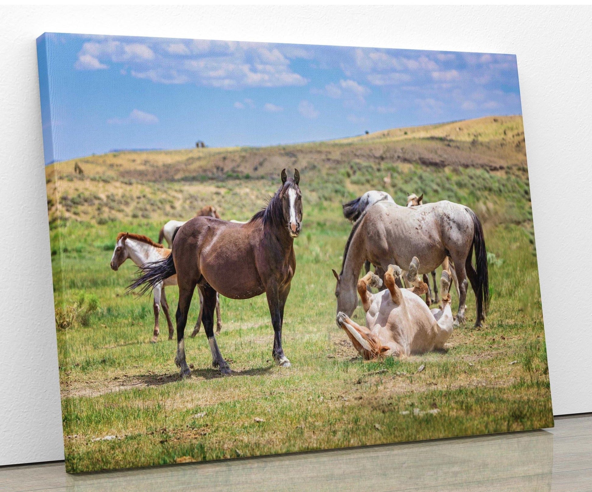 Wyoming Wild Horses Wall Art Print, Wild Mustang Stallions Playing Photo, Wildlife Canvas, Cowboy Old West Rustic Decor for Home - SandyDobbsFineArtPhotography