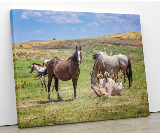 Wyoming Wild Horses Wall Art Print, Wild Mustang Stallions Playing Photo, Wildlife Canvas, Cowboy Old West Rustic Decor for Home - SandyDobbsFineArtPhotography