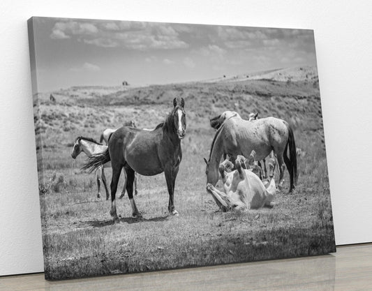 Wyoming Wild Horses Black and White Wall Art Print, Mustang Stallions Playing Photo Canvas, Cowboy Old West Decor for Home or Office - SandyDobbsFineArtPhotography