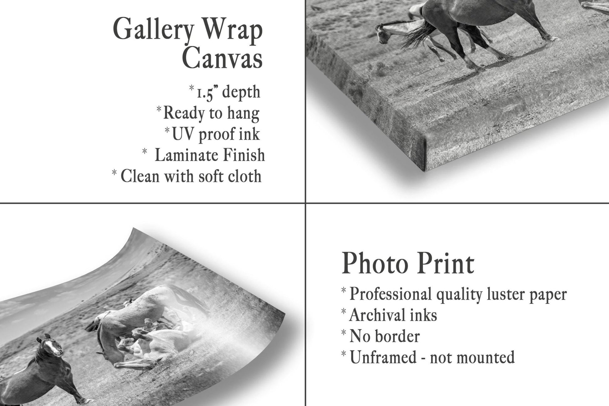 Wyoming Wild Horses Black and White Wall Art Print, Mustang Stallions Playing Photo Canvas, Cowboy Old West Decor for Home or Office - SandyDobbsFineArtPhotography
