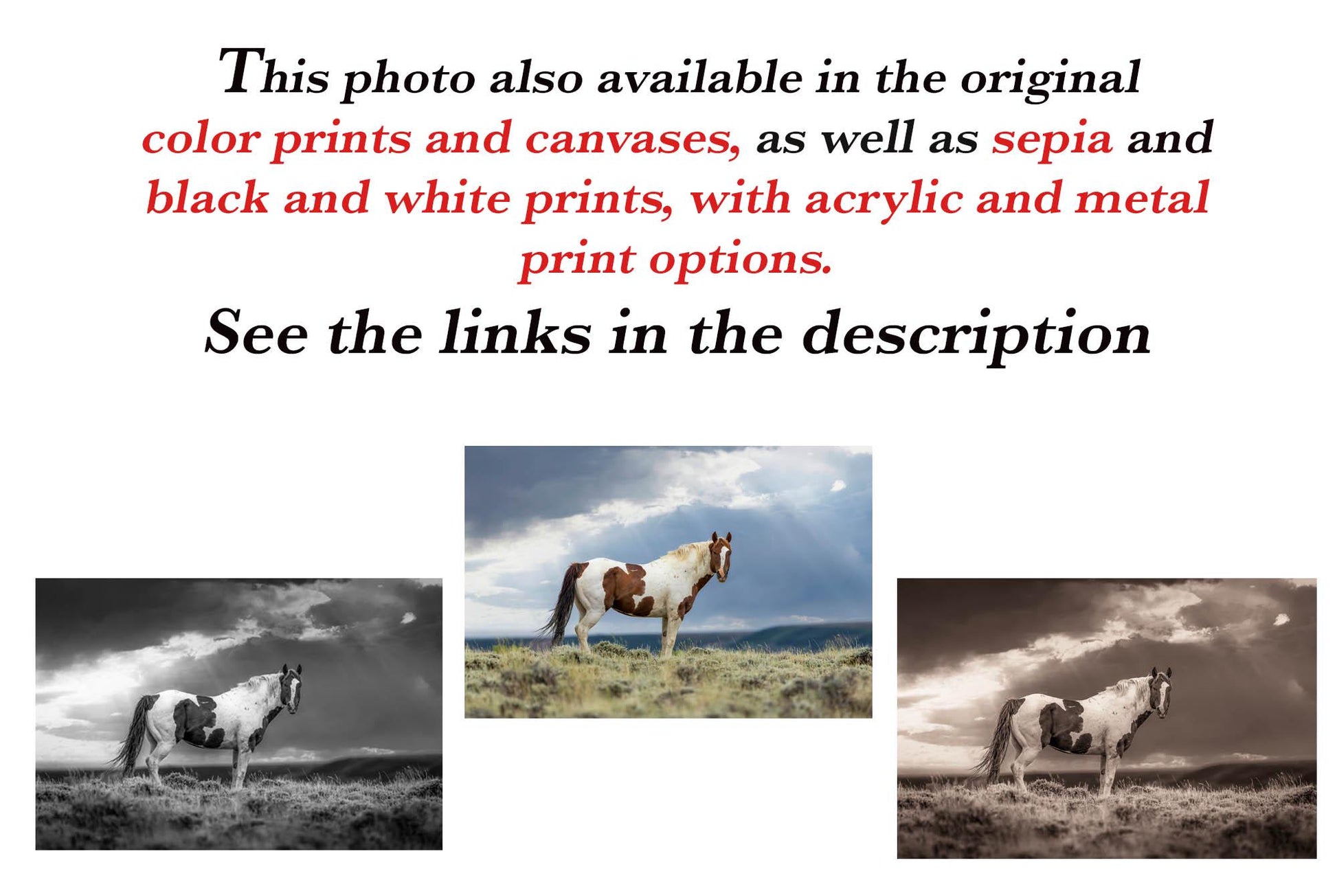 Wild Pinto Stallion Black and White Horse Photo, Wyoming Mustang Wall Art Print, Rocky Mountain Wildlife Canvas, Cowboy Old West Decor - SandyDobbsFineArtPhotography
