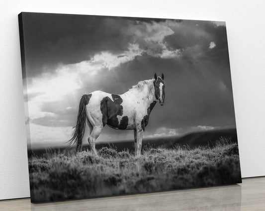 Wild Pinto Stallion Black and White Horse Photo, Wyoming Mustang Wall Art Print, Rocky Mountain Wildlife Canvas, Cowboy Old West Decor - SandyDobbsFineArtPhotography