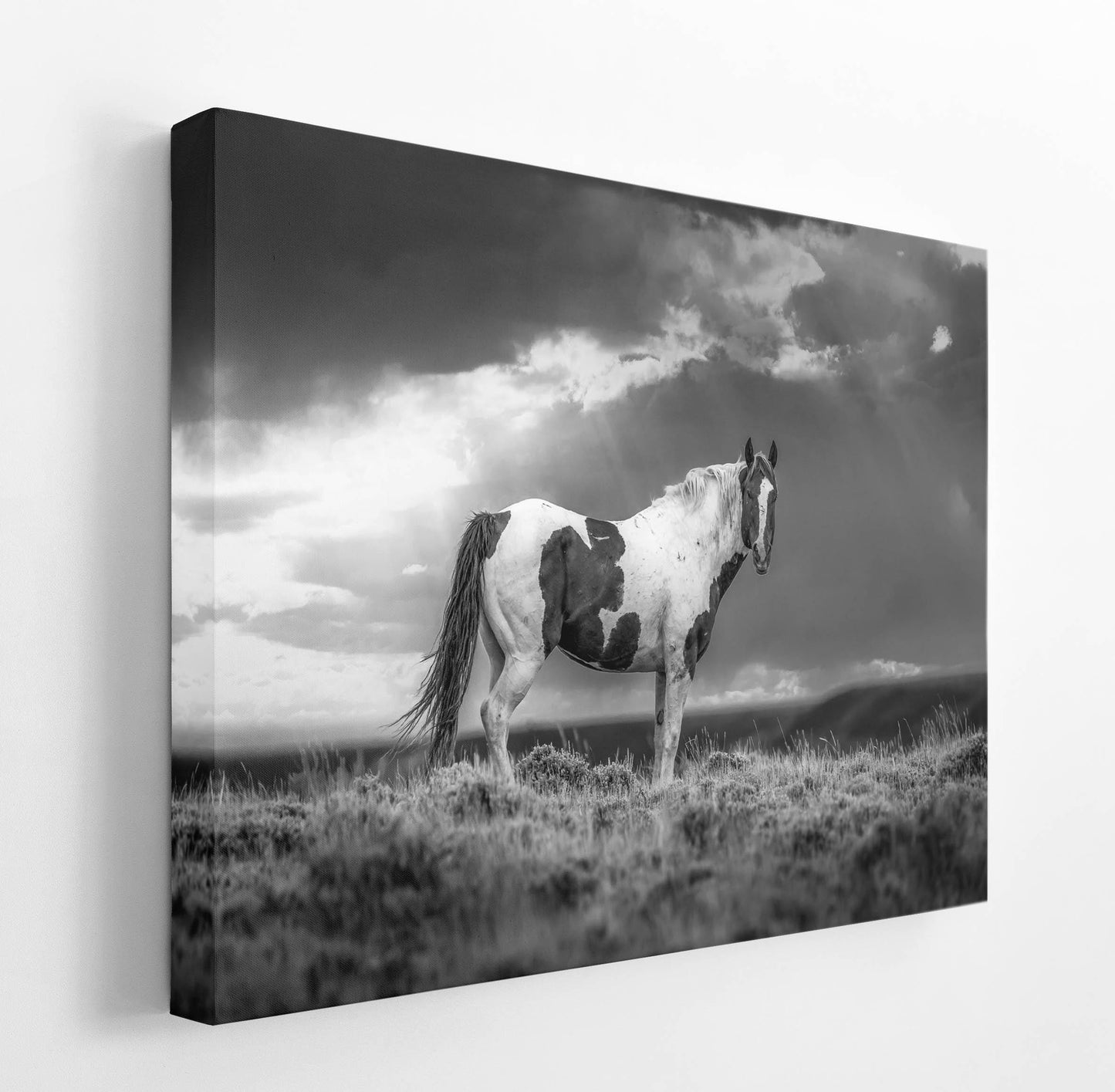 Wild Pinto Stallion Black and White Horse Photo, Wyoming Mustang Wall Art Print, Rocky Mountain Wildlife Canvas, Cowboy Old West Decor - SandyDobbsFineArtPhotography
