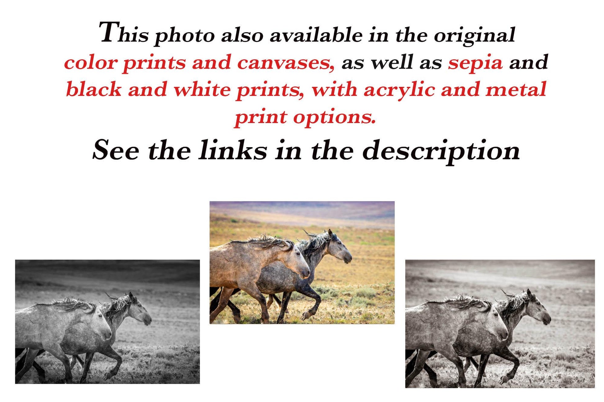 Wild Horses Running Photo, Adobe Town Wyoming Mustang Stallions, Cowboy Old West Decor Wall Art Print, Rocky Mountain Wildlife Canvas - SandyDobbsFineArtPhotography