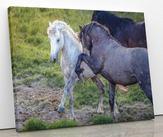 Wild Horses Dancing Photo, Horse Lover Gift, Wyoming Mustang Stallions Wall Art Print, Rocky Mountain Wildlife Canvas, Cowboy Old West Decor - SandyDobbsFineArtPhotography