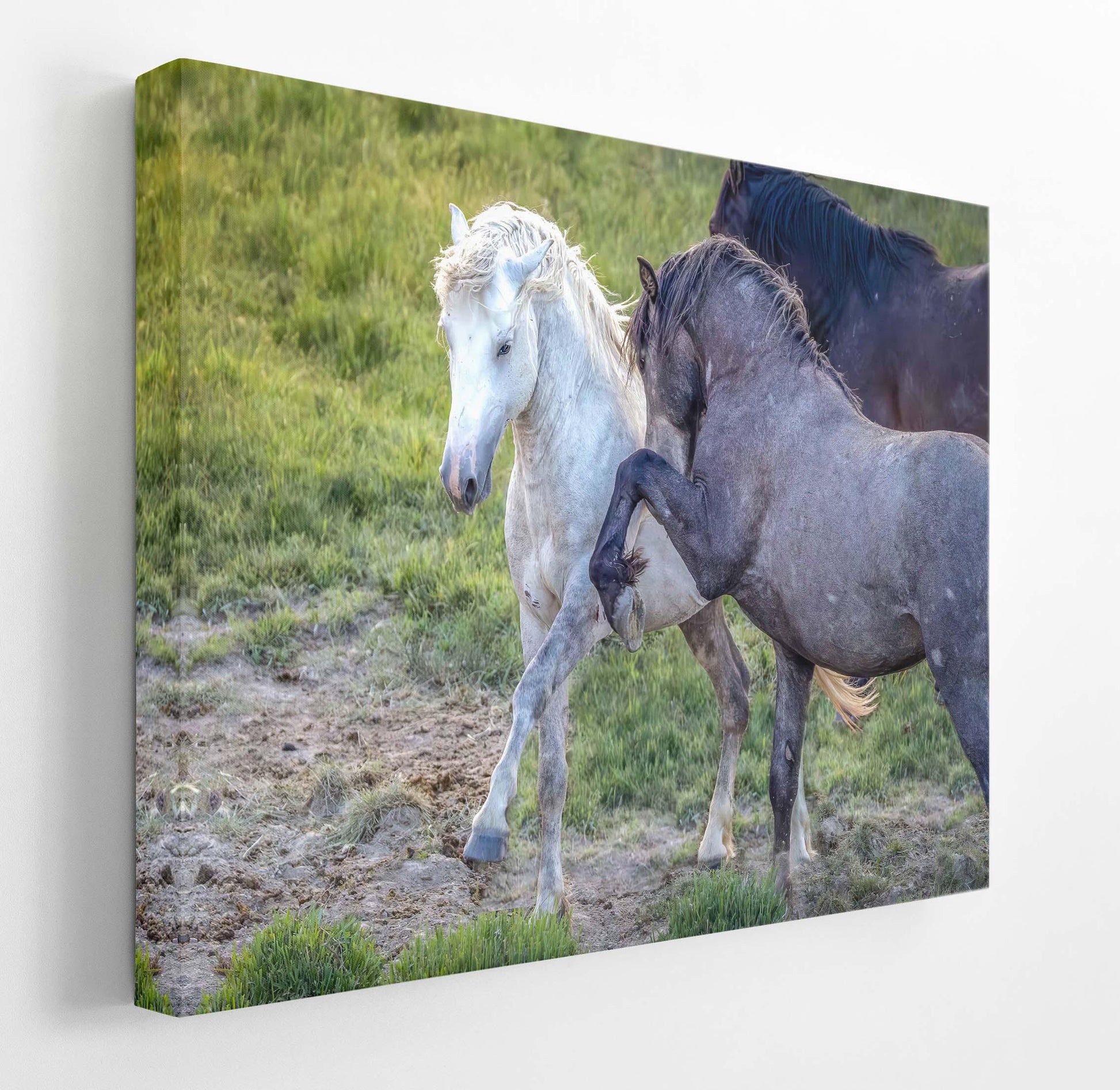 Wild Horses Dancing Photo, Horse Lover Gift, Wyoming Mustang Stallions Wall Art Print, Rocky Mountain Wildlife Canvas, Cowboy Old West Decor - SandyDobbsFineArtPhotography