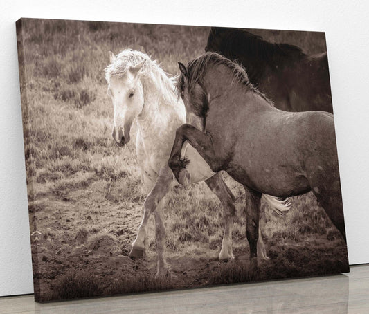 Wild Horses Dancing Sepia Photo, Wyoming Mustang Stallions Wall Art Print, Rocky Mountain Wildlife Canvas, Cowboy Old West Decor - SandyDobbsFineArtPhotography