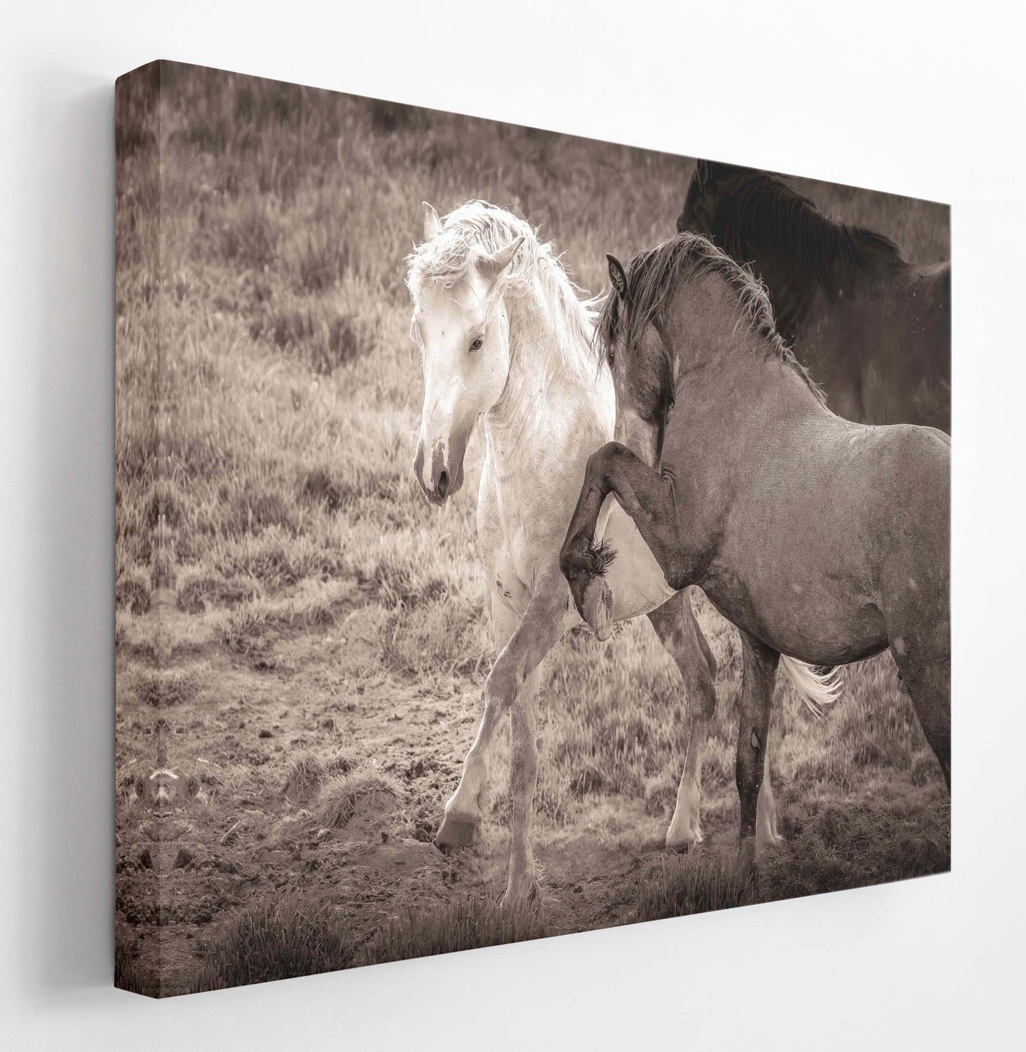 Wild Horses Dancing Sepia Photo, Wyoming Mustang Stallions Wall Art Print, Rocky Mountain Wildlife Canvas, Cowboy Old West Decor - SandyDobbsFineArtPhotography