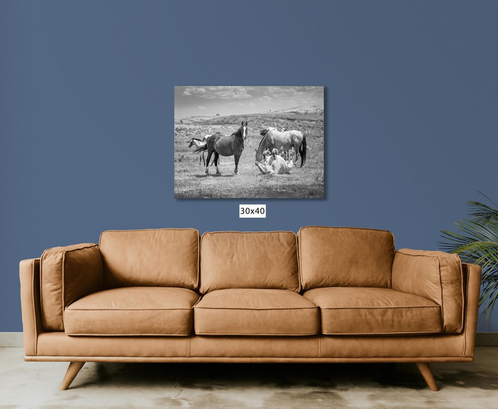 Wyoming Wild Horses Black and White Wall Art Print, Mustang Stallions Playing Photo Canvas, Cowboy Old West Decor for Home or Office - SandyDobbsFineArtPhotography