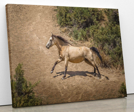 Wild Buckskin Horse Running Wall Art Print, Wild Mustang Photo, Colorado Wildlife Picture Canvas, Cowboy Old West Decor for Home or Office - SandyDobbsFineArtPhotography