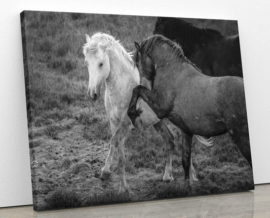 Wild Horses Dancing Black and White Photo, Wyoming Mustang Stallions Wall Art Print, Rocky Mountain Wildlife Canvas, Cowboy Old West Decor - SandyDobbsFineArtPhotography