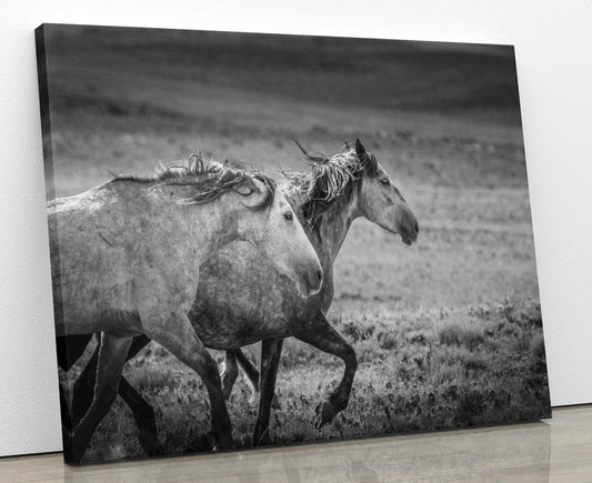 Wild Horses Running Black and White Photo, Adobe Town Wyoming Mustang Stallions Wall Art Print, Rocky Mountain Canvas, Cowboy Old West Decor - SandyDobbsFineArtPhotography