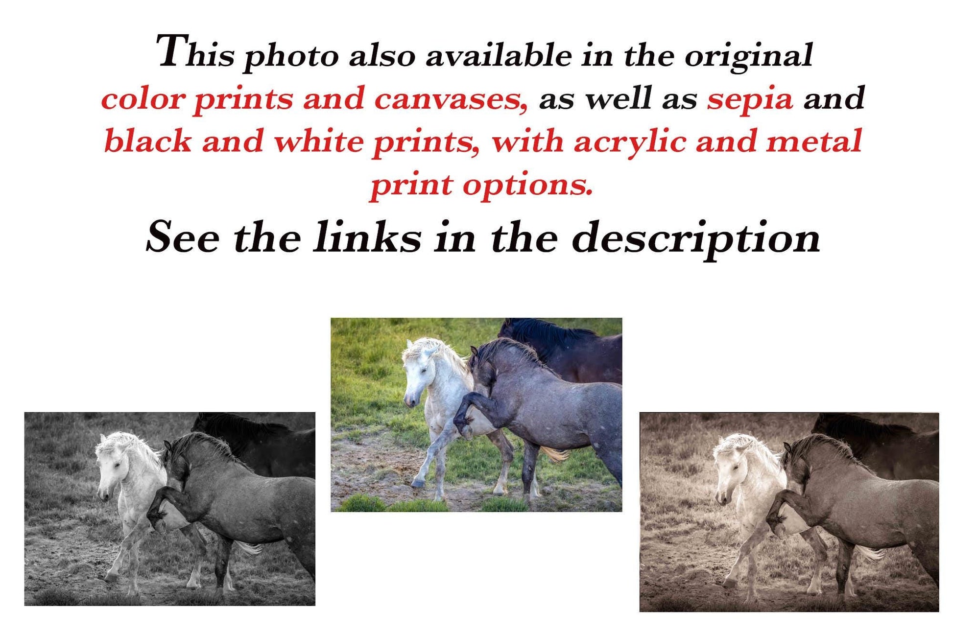 Wild Horses Dancing Black and White Photo, Wyoming Mustang Stallions Wall Art Print, Rocky Mountain Wildlife Canvas, Cowboy Old West Decor - SandyDobbsFineArtPhotography