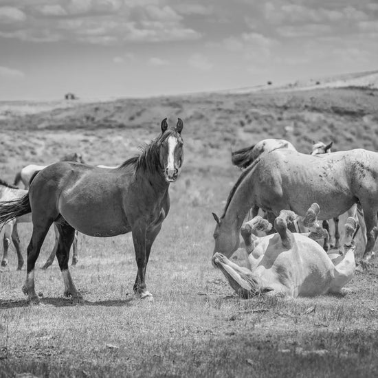 Wyoming Wild Horses Black and White Wall Art Print, Mustang Stallions Playing Photo Canvas, Cowboy Old West Decor for Home or Office
