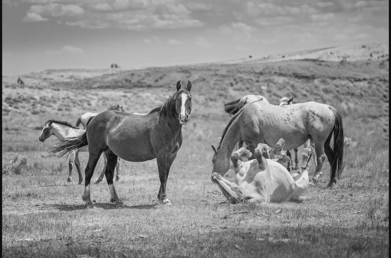 Wyoming Wild Horses Black and White Wall Art Print, Mustang Stallions Playing Photo Canvas, Cowboy Old West Decor for Home or Office