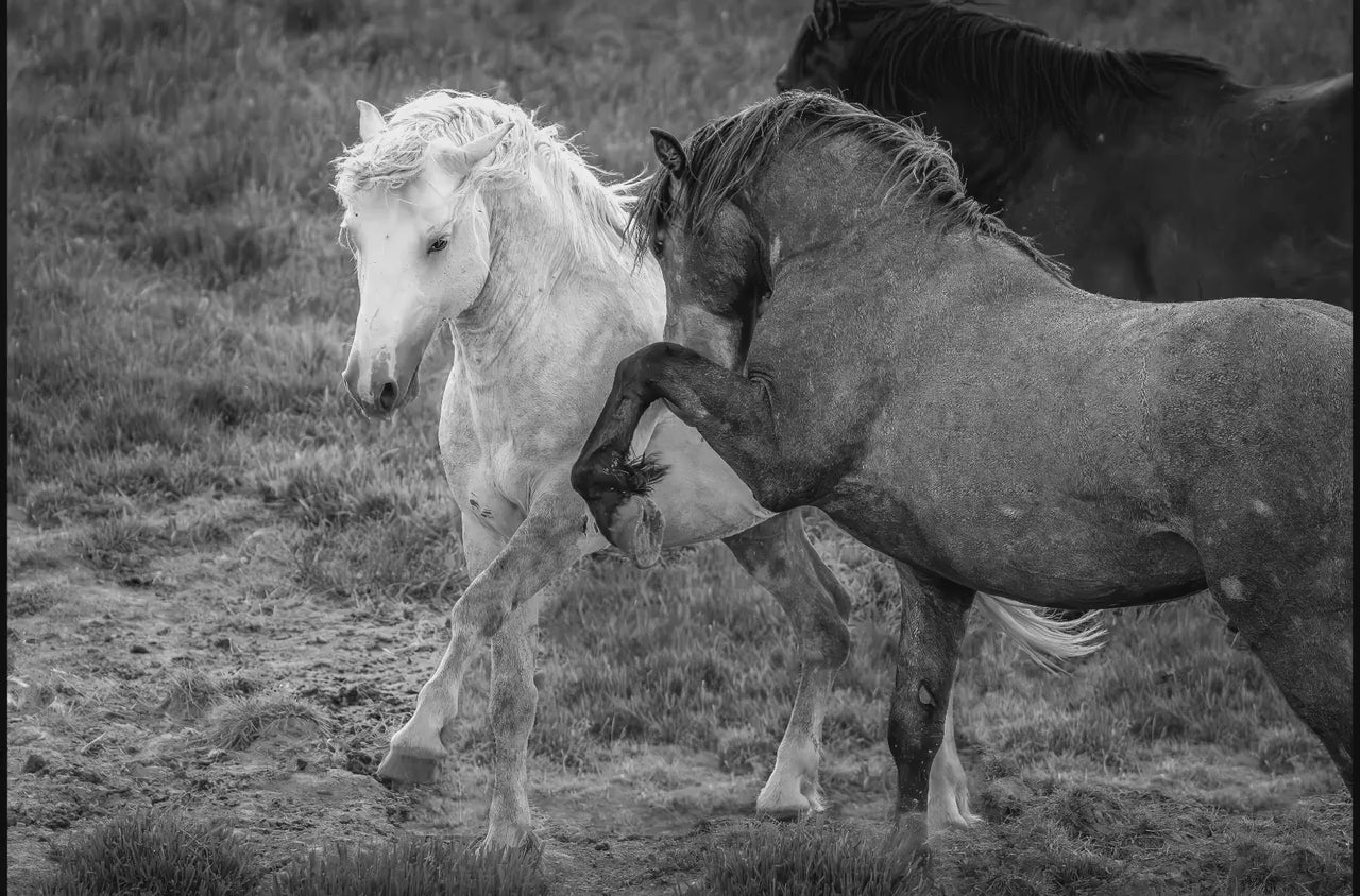 Wild Horses Dancing Black and White Photo, Wyoming Mustang Stallions Wall Art Print, Rocky Mountain Wildlife Canvas, Cowboy Old West Decor