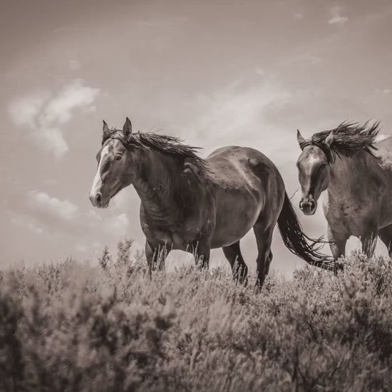 Black and White Colorado Wild Horses Wall Art Print, Mustang Sepia Photo Canvas, Horse Lover Gift, Cowboy Old West Decor for Home or Office