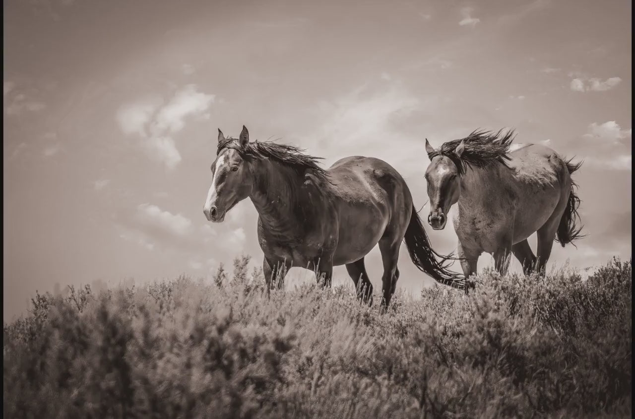 Black and White Colorado Wild Horses Wall Art Print, Mustang Sepia Photo Canvas, Horse Lover Gift, Cowboy Old West Decor for Home or Office