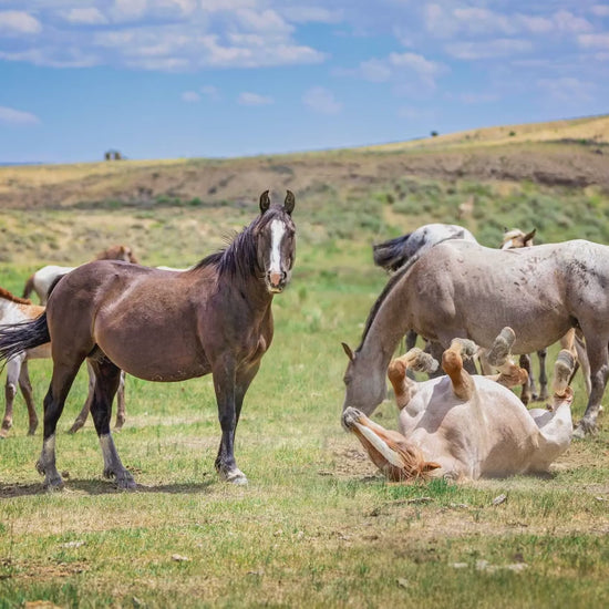 Wyoming Wild Horses Wall Art Print, Wild Mustang Stallions Playing Photo, Wildlife Canvas, Cowboy Old West Rustic Decor for Home