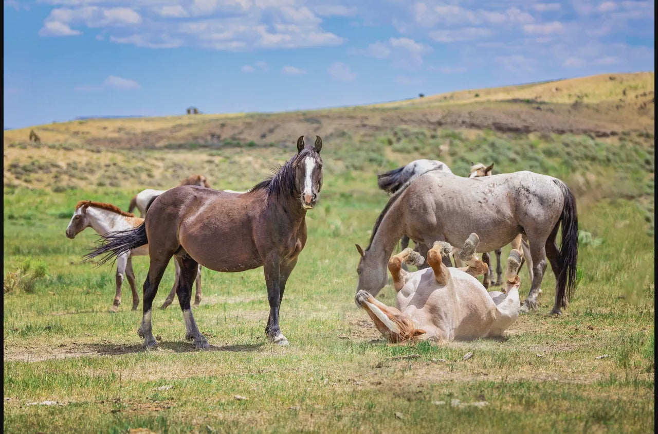 Wyoming Wild Horses Wall Art Print, Wild Mustang Stallions Playing Photo, Wildlife Canvas, Cowboy Old West Rustic Decor for Home