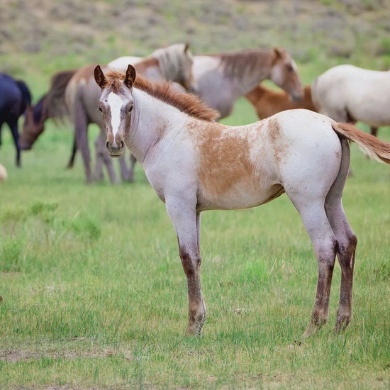 Wild Mustang Colt Photo Canvas, Wyoming Unique Baby Horse Wall Art Print, Rocky Mountain Large Wildlife Canvas, Cowboy Old West Home Decor