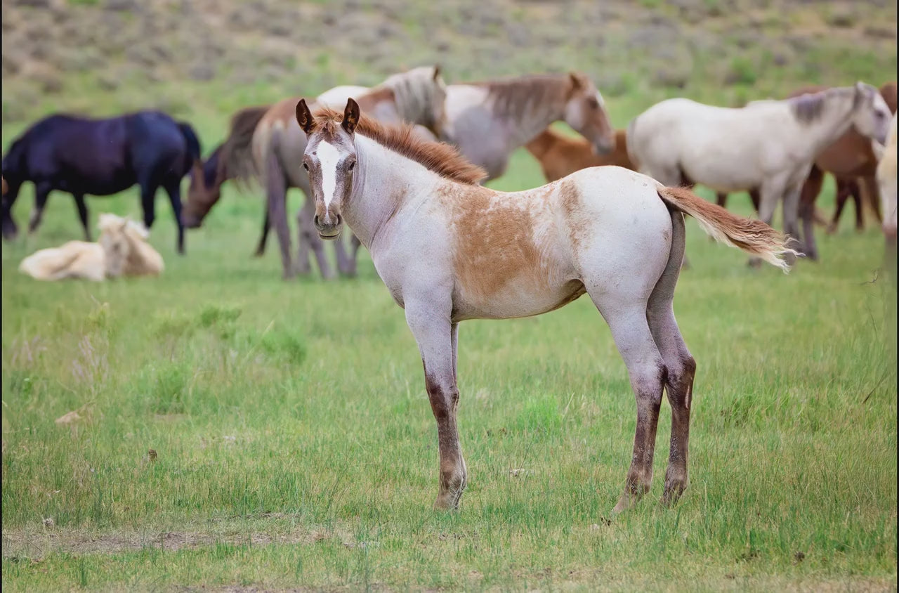 Wild Mustang Colt Photo Canvas, Wyoming Unique Baby Horse Wall Art Print, Rocky Mountain Large Wildlife Canvas, Cowboy Old West Home Decor