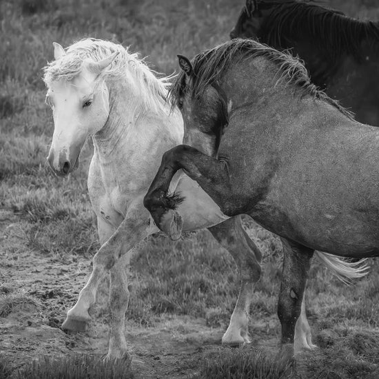 Wild Horses Dancing Sepia Photo, Wyoming Mustang Stallions Wall Art Print, Rocky Mountain Wildlife Canvas, Cowboy Old West Decor