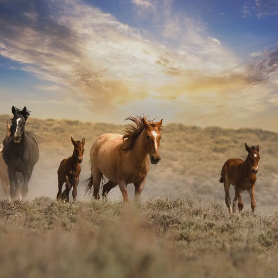 Wild Horses Running Free Photo Canvas Print, Colorado Cowboy Old West Home Decor, Mustang Mares and Foals, Mountain Desert Scenery