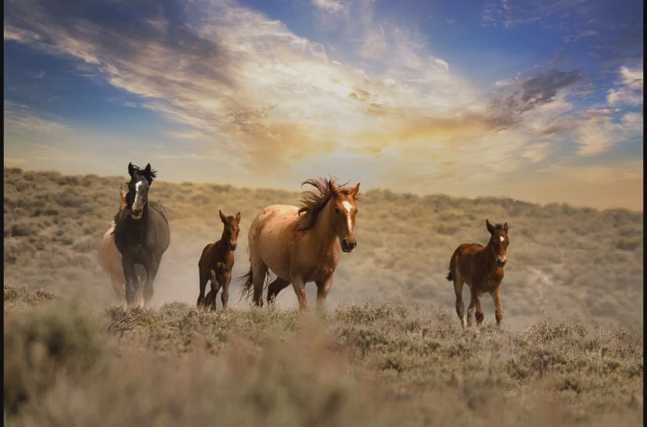 Wild Horses Running Free Photo Canvas Print, Colorado Cowboy Old West Home Decor, Mustang Mares and Foals, Mountain Desert Scenery