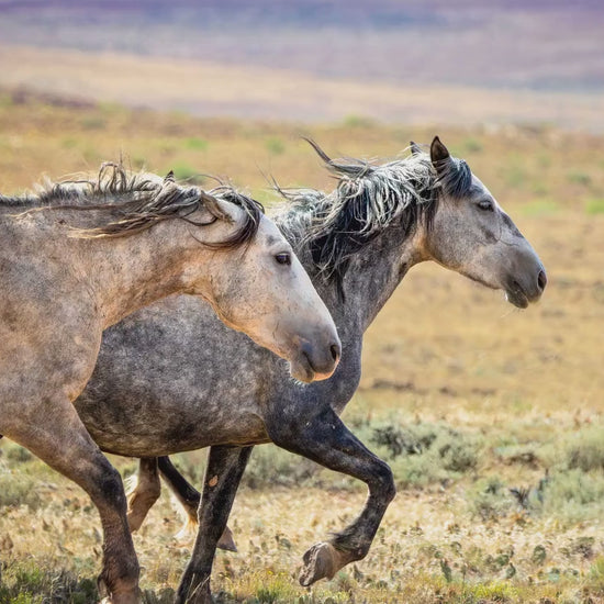 Wild Horses Running Photo, Adobe Town Wyoming Mustang Stallions, Cowboy Old West Decor Wall Art Print, Rocky Mountain Wildlife Canvas