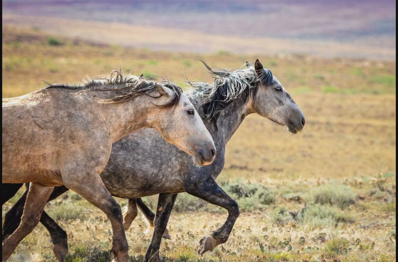 Wild Horses Running Photo, Adobe Town Wyoming Mustang Stallions, Cowboy Old West Decor Wall Art Print, Rocky Mountain Wildlife Canvas