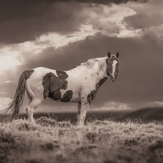 Wild Pinto Stallion Sepia Photo, Wyoming Mustang Horses Wall Art Print, Rocky Mountain Large Wildlife Canvas, Cowboy Old West Decor for Home